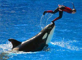 Sea World One